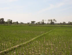 Pemprov Sulsel Serahkan 10 Pompa Ponton ke Pinrang