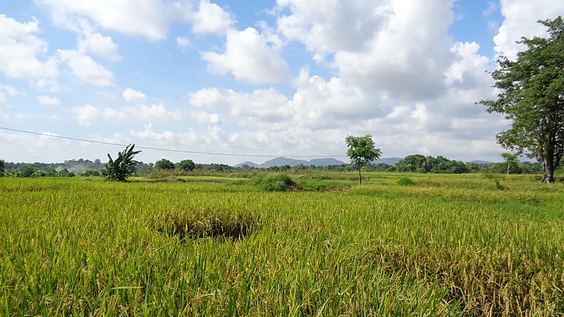 Hamparan sawah dengan padi menguning siap panen membentang luas, beberapa pohon dan pisang di kejauhan, deretan perbukitan biru di cakrawala, dan langit cerah berawan putih