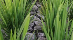 Rumpun padi muda berdaun hijau tumbuh di kedua sisi, dengan tanah sawah di tengahnya yang kering, keabu-abuan, dan retak-retak membentuk bongkahan