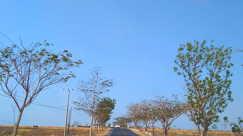 Rute Makassar-Bulukumba: Jalur Darat dan Angkutan Umum Jalan raya beraspal lurus dengan marka kuning, diapit pohon peneduh dan padang kering di kiri dan kanan, serta sebuah mobil putih di kejauhan