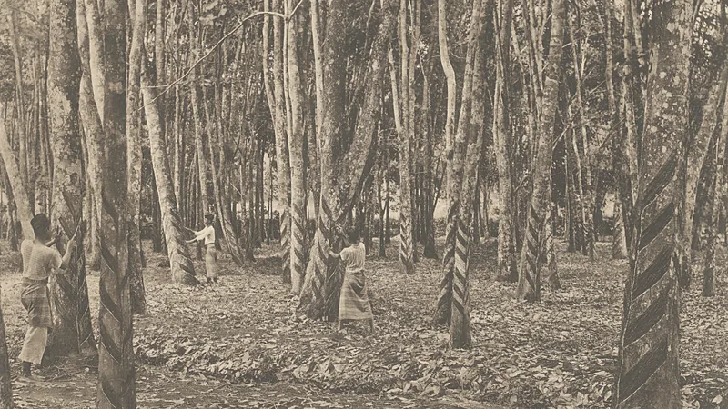 Foto sepia sekitar tahun 1905 memperlihatkan empat pekerja menyadap batang pohon karet bergaris-garis sadapan di sebuah perkebunan