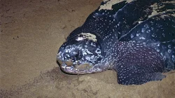 WNA Terduga Pemburu Penyu Raja Ampat Diamankan Imigrasi Makassar