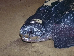 WNA Terduga Pemburu Penyu Raja Ampat Diamankan Imigrasi Makassar