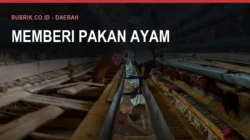 Peternak Ayam Petelur Bulukumba dan Harga Pakan