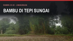 Bambu di Bulukumba: Pemakaian dan Risikonya