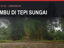Bambu di Bulukumba: Pemakaian dan Risikonya
