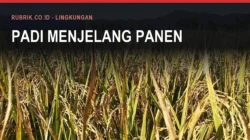 Bibit Padi Bantuan dan Penyakit Blas di Bulukumba