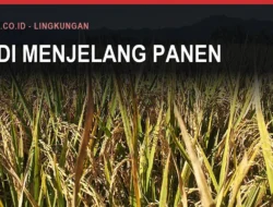 Bibit Padi Bantuan dan Penyakit Blas di Bulukumba