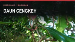 Angkutan Daun Cengkeh di Jalan Bulukumba