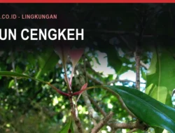 Angkutan Daun Cengkeh di Jalan Bulukumba