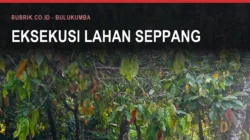 Dahan dan buah kakao yang mulai memerah di sebuah kebun rimbun, dengan teks judul "Eksekusi Lahan Seppang" dan label Rubrik.co.id - Bulukumba di bagian atas gambar