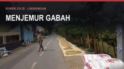 Gabah Bulukumba: HPP dan Penyerapan Bulog