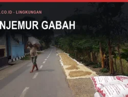Gabah Bulukumba: HPP dan Penyerapan Bulog