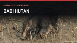 Hama Babi Hutan di Bulukumba dan Bahayanya