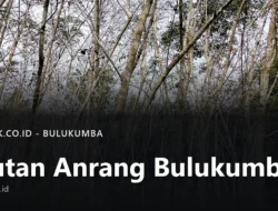 Hutan Anrang Bulukumba: Letak dan Sengketanya