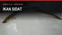 Ikan Sidat atau Massapi di Sungai Bulukumba