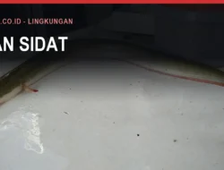Ikan Sidat atau Massapi di Sungai Bulukumba