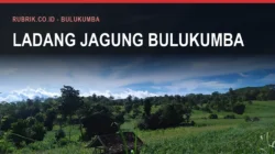 Jagung Bulukumba, Pangan Terbesar Kedua