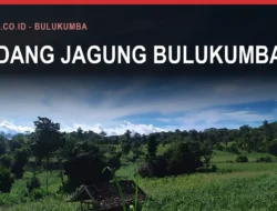 Jagung Bulukumba, Pangan Terbesar Kedua