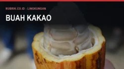 Kakao Bulukumba, Perkebunan Rakyat Terbesar