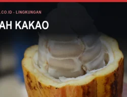 Kakao Bulukumba, Perkebunan Rakyat Terbesar