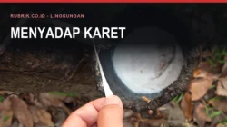 Karet Bulukumba dan Perkebunan Lonsum