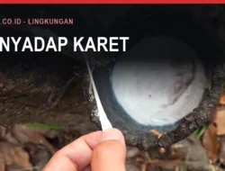Karet Bulukumba dan Perkebunan Lonsum