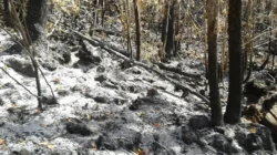 Kebakaran Lahan Bonto Lojong Bantaeng Masuk Hari Kedua