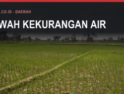 Kekeringan dan Ancaman Puso di Sawah Bulukumba