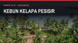 Kelapa Bulukumba: Luas dan Sentranya