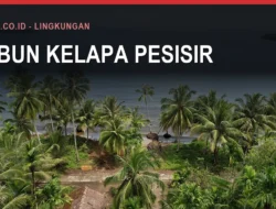 Kelapa Bulukumba: Luas dan Sentranya