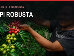 Kopi Robusta Bulukumba dan Dataran Kindang