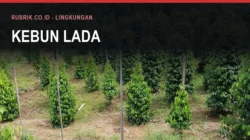 Barisan tanaman lada merambat pada tiang-tiang kayu di kebun berlereng, membentuk kerucut-kerucut hijau rapat berjajar, dengan teks judul "Kebun Lada" dan label Rubrik.co.id - Lingkungan di bagian atas gambar