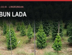 Lada Bulukumba: Luas, Hasil, dan Pekebunnya