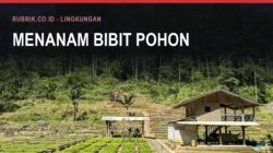 Penghijauan Bulukumba Memakai Pohon Produktif