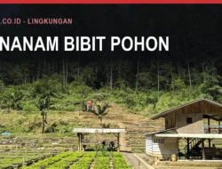 Penghijauan Bulukumba Memakai Pohon Produktif