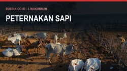 PMK pada Sapi di Bulukumba dan Penanganannya