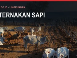 PMK pada Sapi di Bulukumba dan Penanganannya