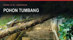 Pohon Tumbang dan Angin Kencang di Bulukumba