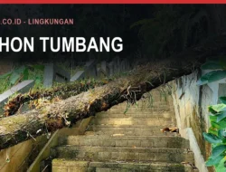 Pohon Tumbang dan Angin Kencang di Bulukumba