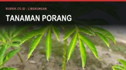 Porang Bulukumba: Cara Tanam dan Pabriknya