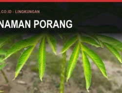 Porang Bulukumba: Cara Tanam dan Pabriknya