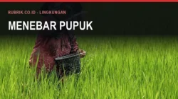 Seorang petani bercaping menebar butiran pupuk dengan tangan dari ember yang dijinjingnya di tengah hamparan padi muda yang hijau, dengan teks judul "Menebar Pupuk" dan label Rubrik.co.id - Lingkungan di bagian atas gambar