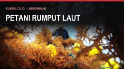 Rumput Laut Bulukumba dan Sengketa Limbahnya