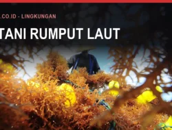 Rumput Laut Bulukumba dan Sengketa Limbahnya