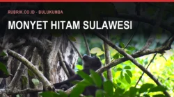 Monyet dan Kuskus, Satwa Liar di Bulukumba