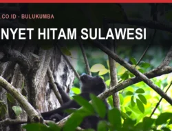 Monyet dan Kuskus, Satwa Liar di Bulukumba