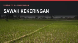 Petak sawah berisi tanaman padi muda yang tumbuh jarang di atas tanah kering dan pecah-pecah tanpa genangan air, dengan teks judul "Sawah Kekeringan" dan label Rubrik.co.id - Lingkungan di bagian atas gambar