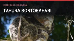 Seekor kuskus beruang Sulawesi berbulu kelabu kecoklatan memeluk dahan pohon sambil menoleh ke kamera, berlatar dedaunan hutan yang buram, dengan teks judul "Tahura Bontobahari" dan label Rubrik.co.id - Bulukumba di bagian atas gambar