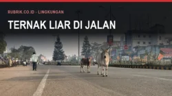 Ternak Liar di Kota Bulukumba dan Dendanya